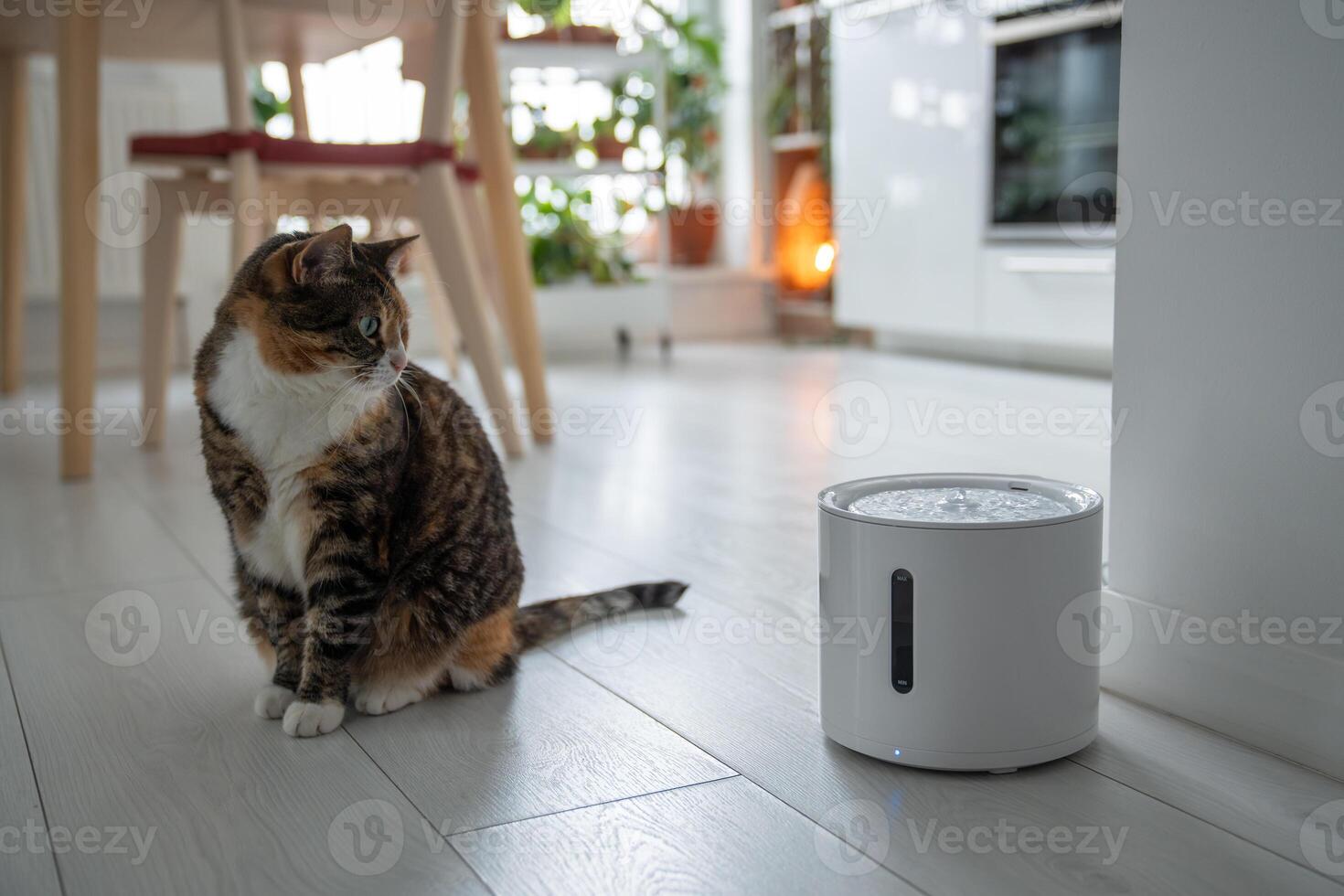 Curious cat looks at smart drinking fountain that owners bought him to prevent urinary tract disease photo