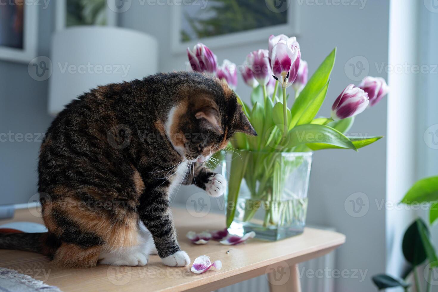 Curious cat inspecting fallen tulip petals on table at home. photo