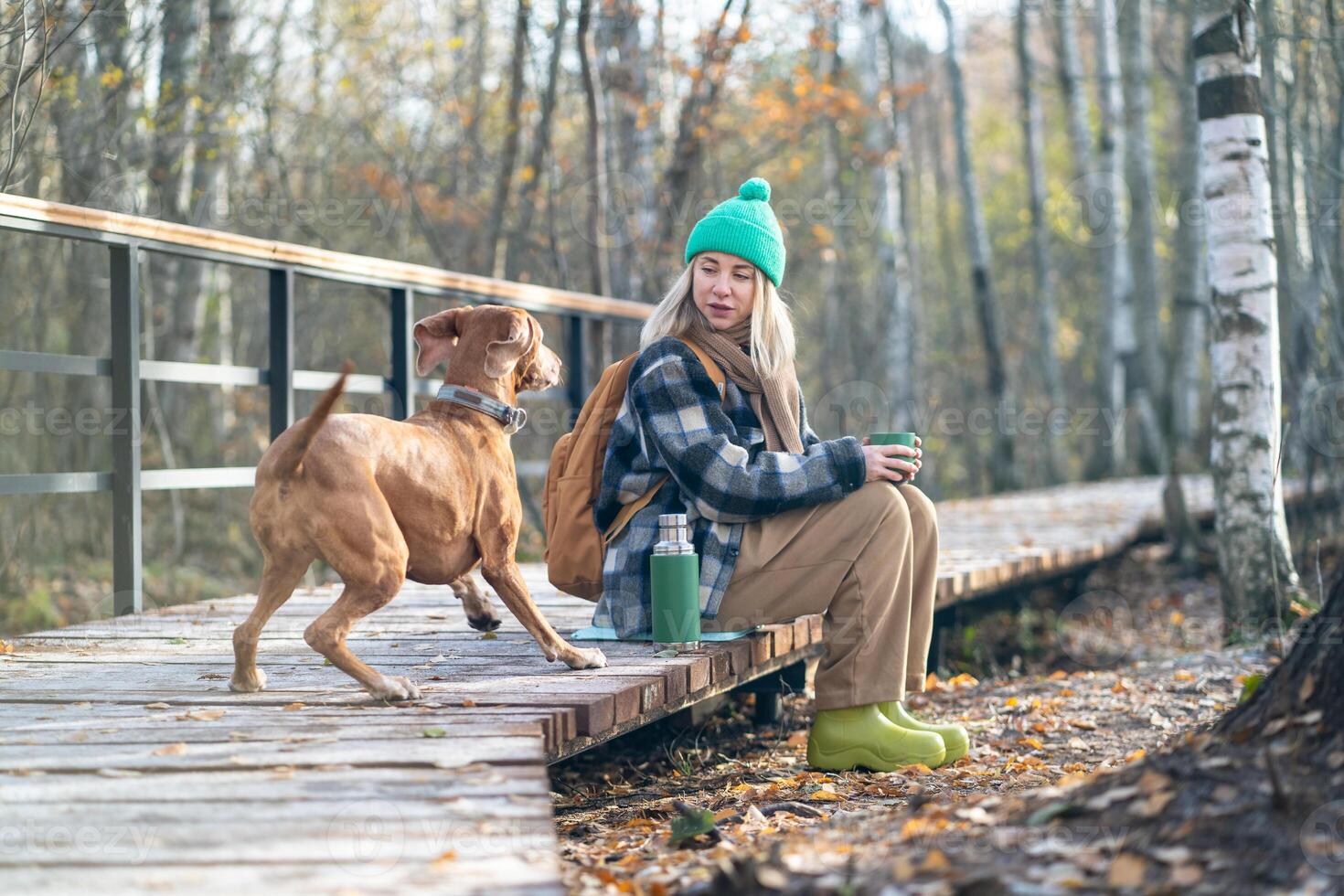 Playful hunting dog attracting female owner attention on fall park walk. Training game, pet behavior photo