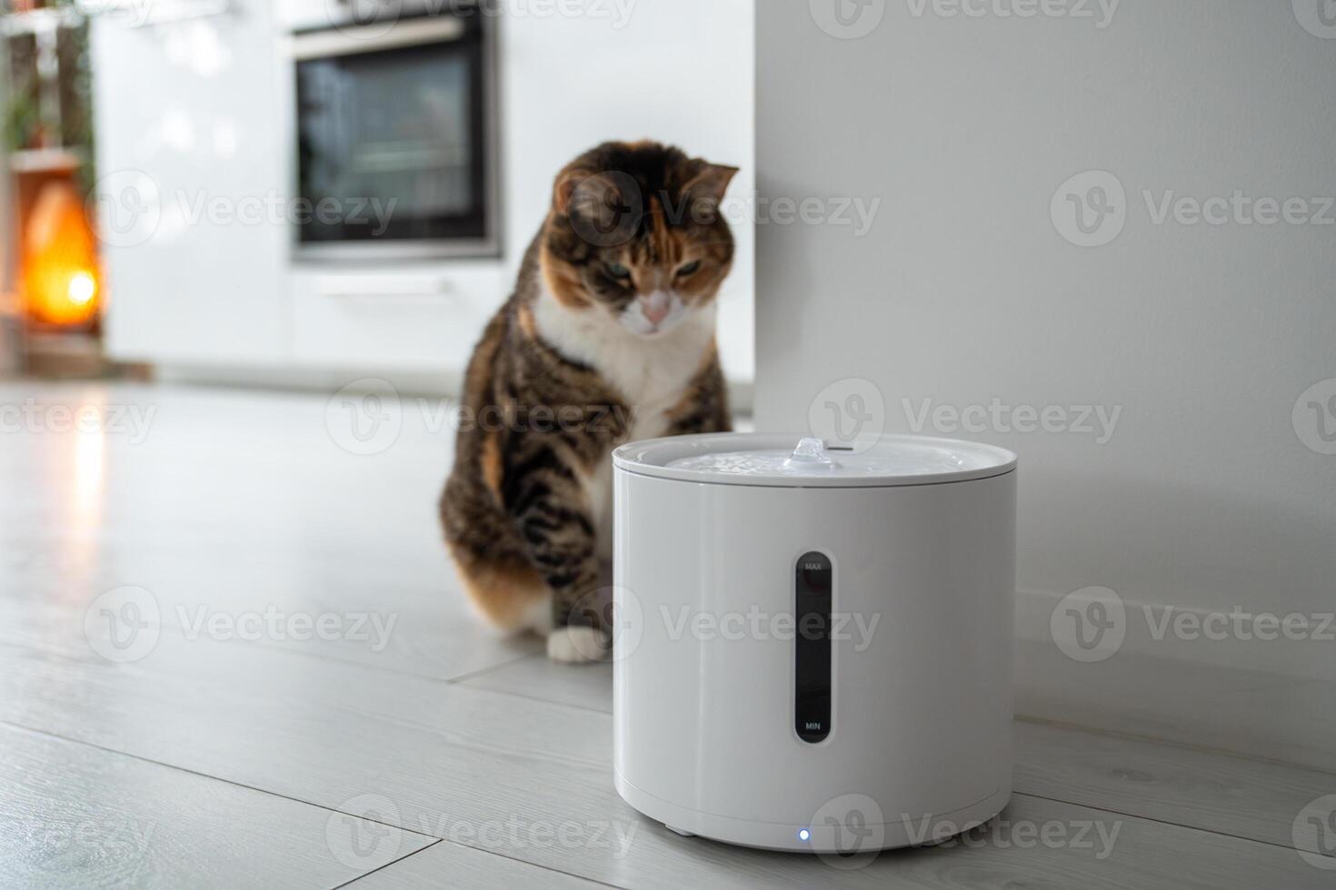 Curious cat looks at smart drinking fountain that owners bought him to prevent urinary tract disease photo