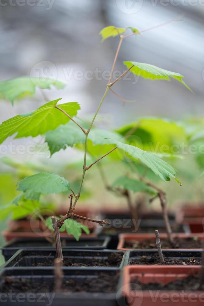 Seedling of grape vine with green leaves in black plastic pot in plant nursery, selective soft focus photo