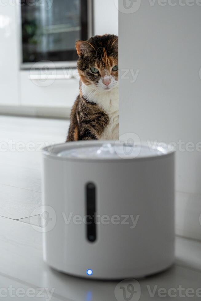 Curious cat looks at smart drinking fountain that owners bought him to prevent urinary tract disease photo