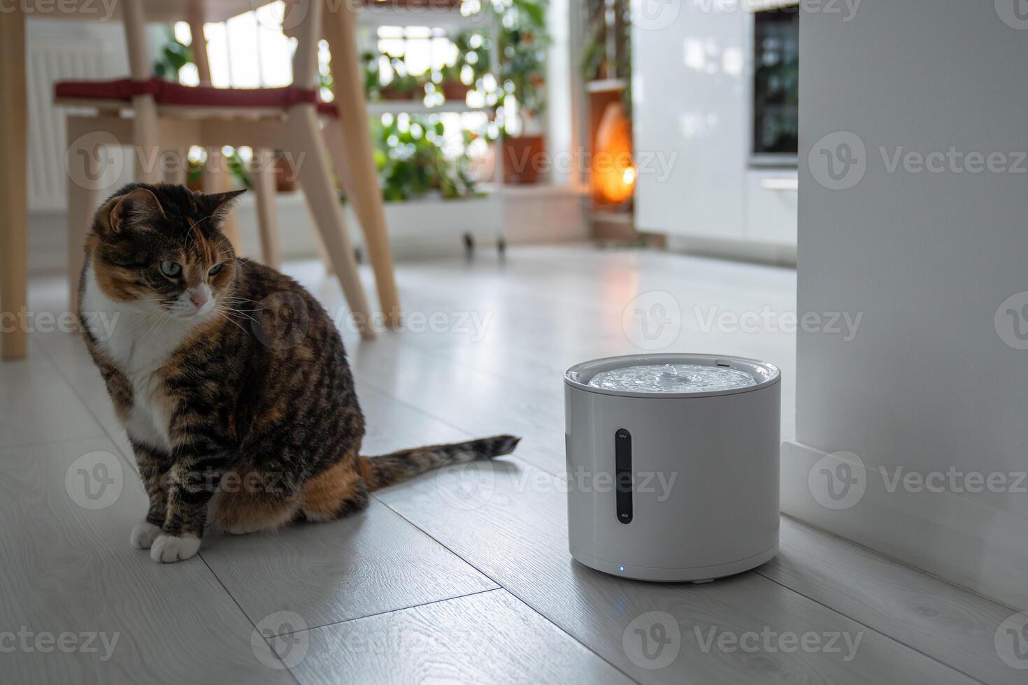 Curious cat looks at smart drinking fountain that owners bought him to prevent urinary tract disease photo