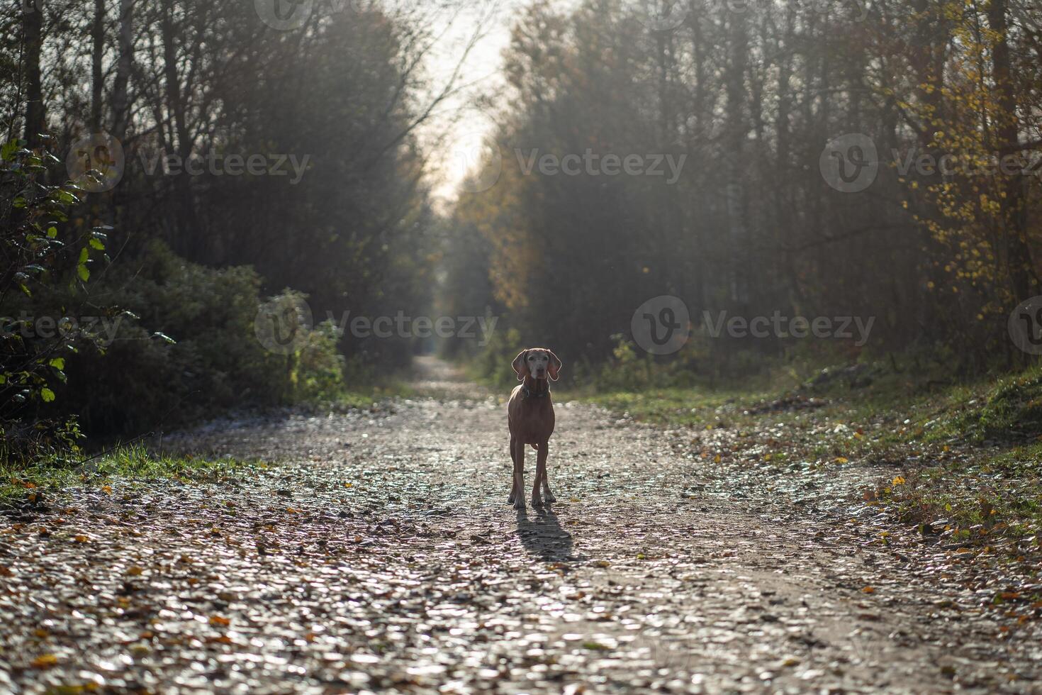 Interested inquisitive dog vizsla looking at camera standing in forest road walking in autumn day. photo