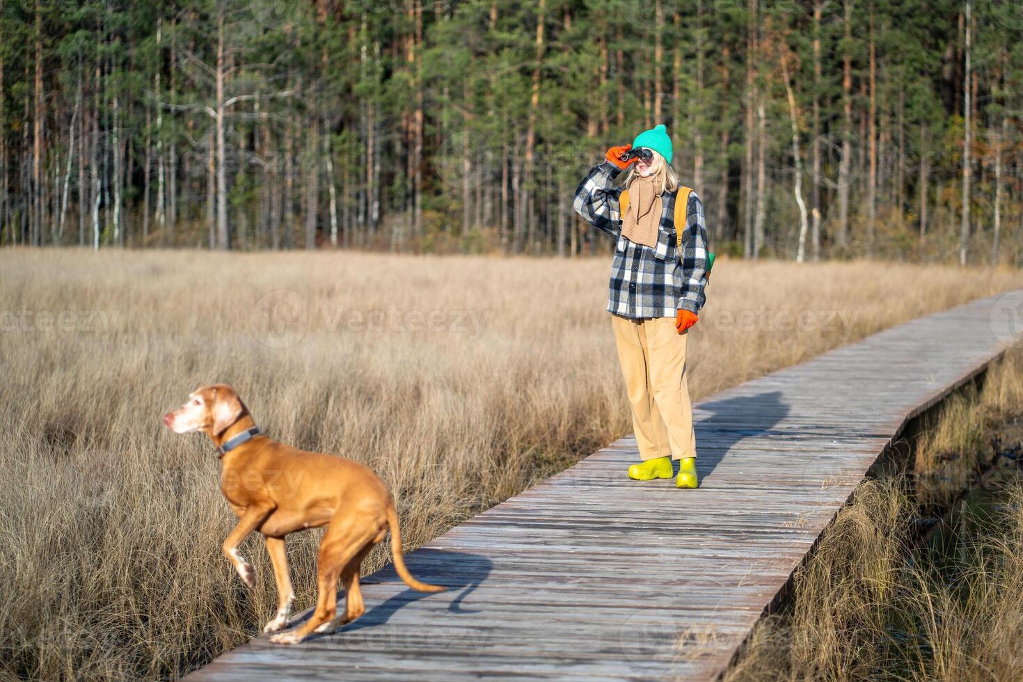 Vizsla dog scans distance while female owner with binocular observe wildlife on eco trail in woods photo