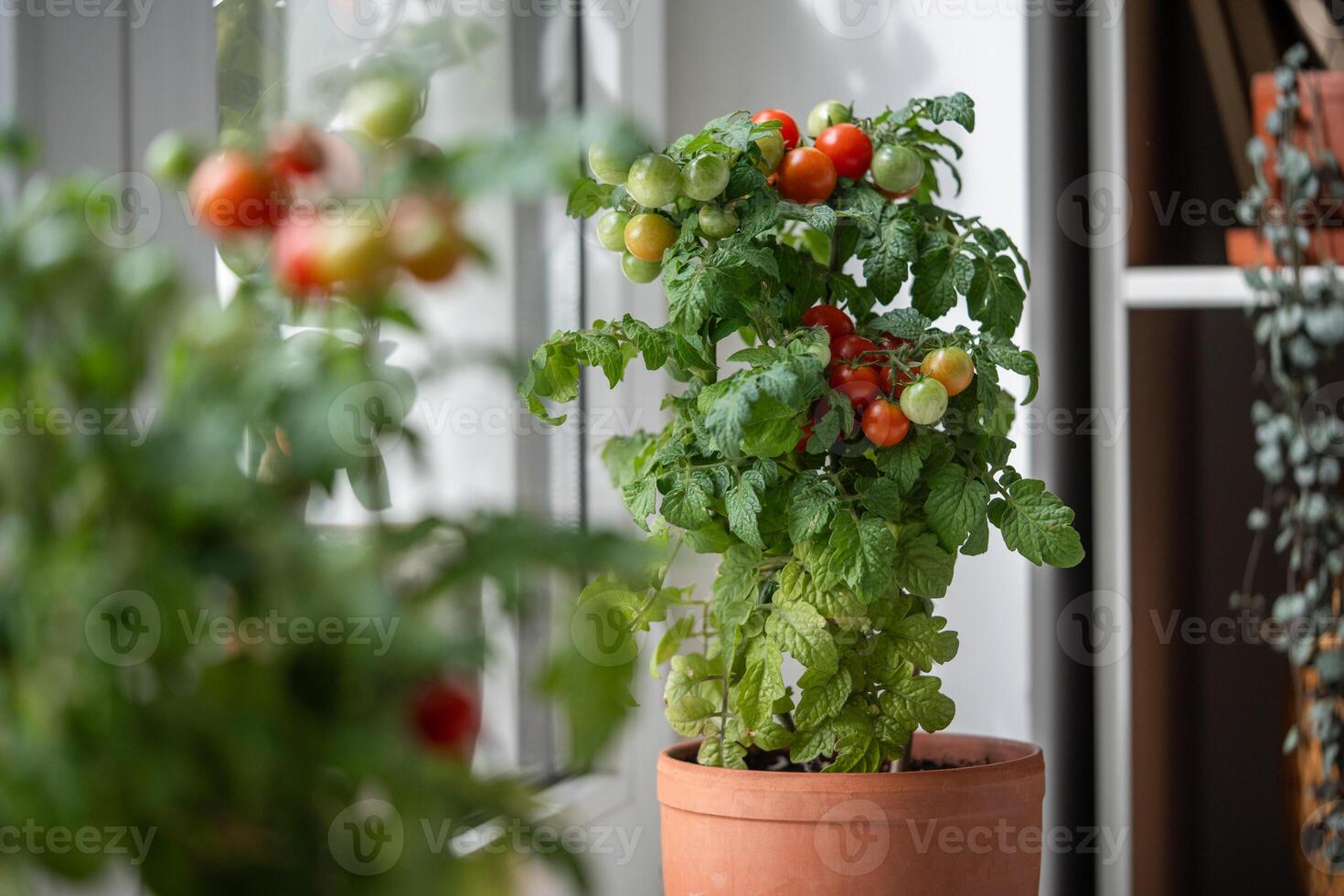 Homegrown small bush of balcony cherry red tomato in clay pots growing on windowsill at home. photo