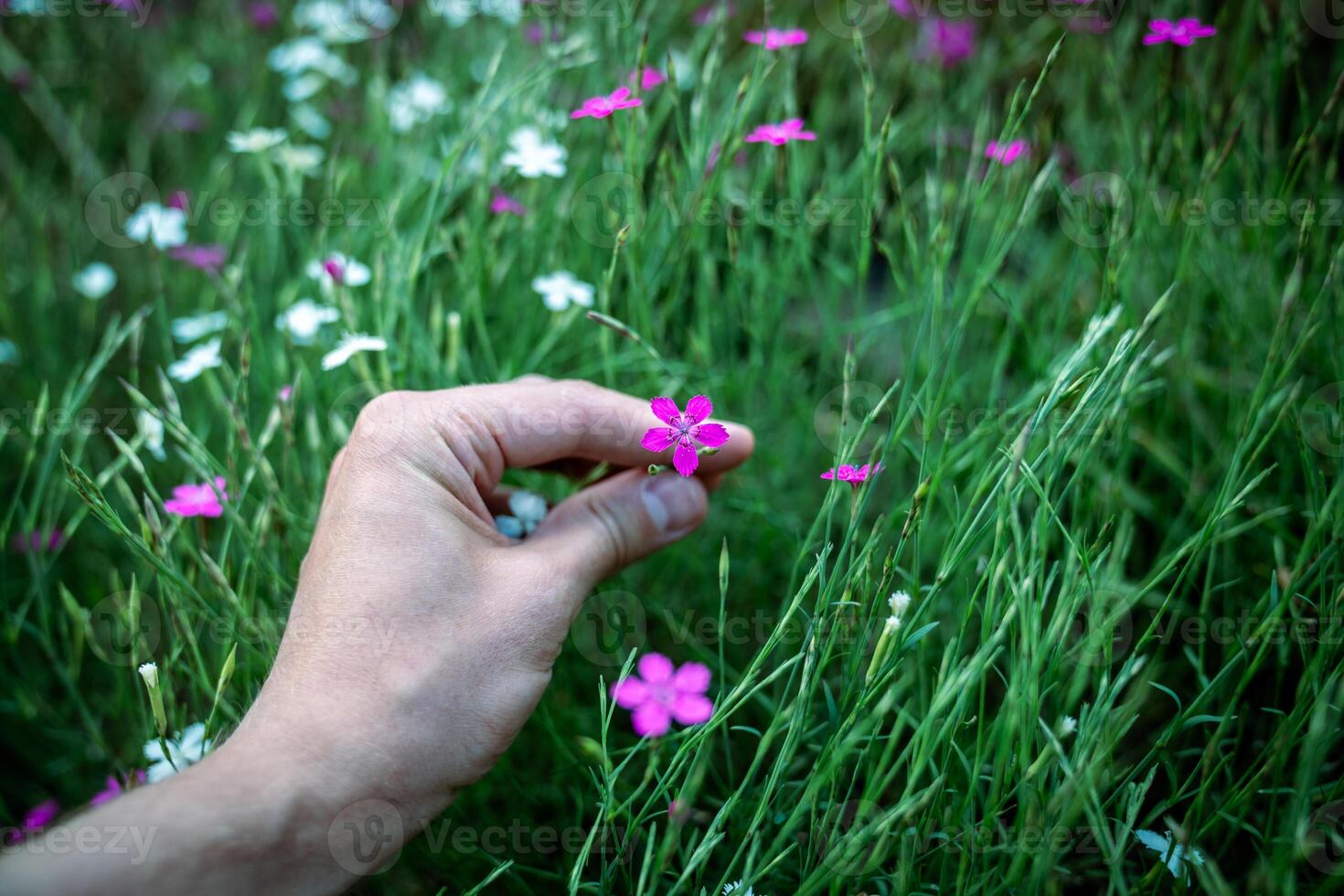 Man touches ornamental flower of wild Dianthus Deltoides, also called maiden pink. Grassy carnation photo