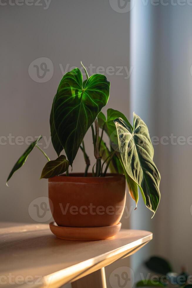 Closeup of Philodendron Splendid plant in flower pot at home. photo