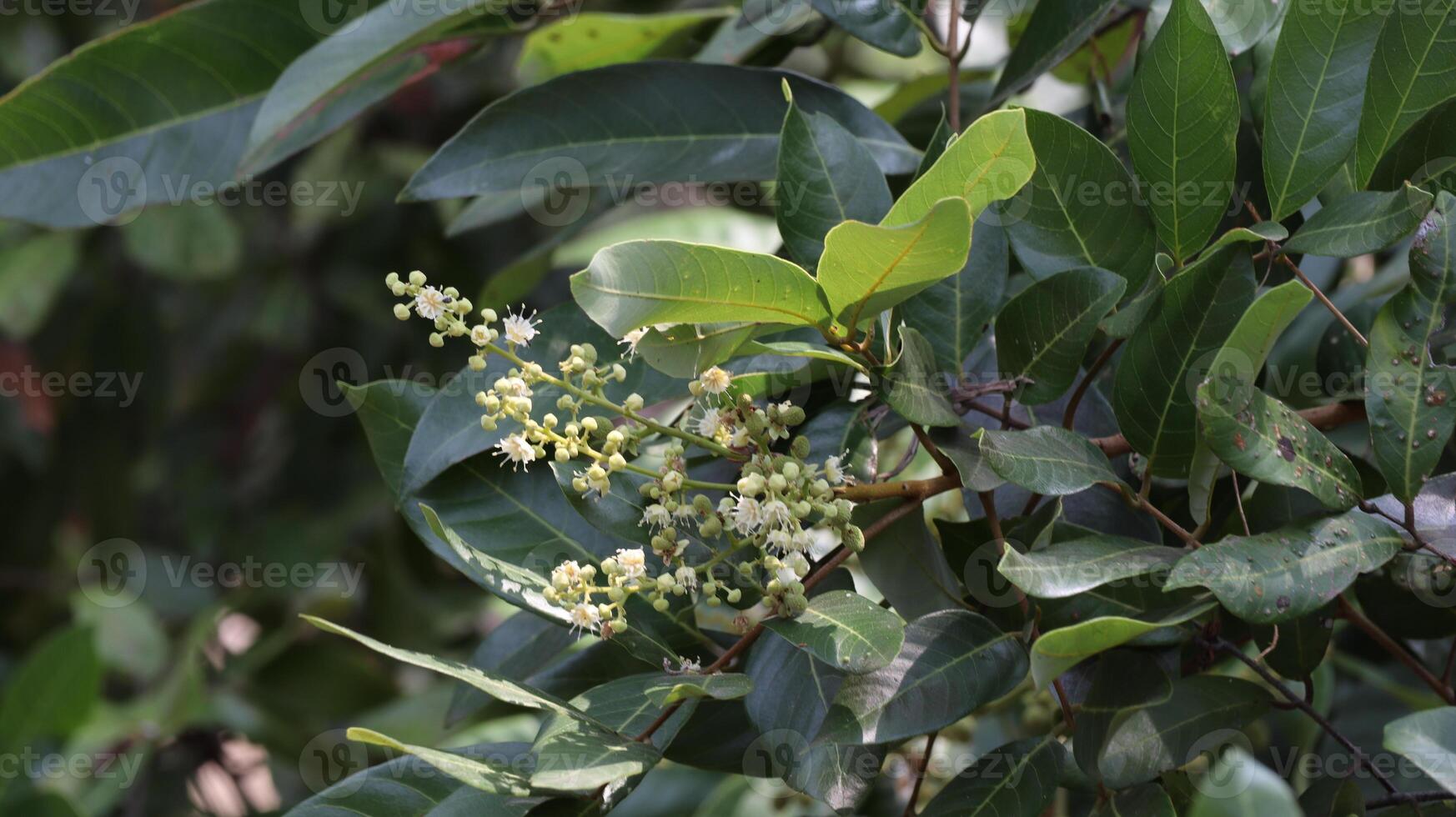 Tropical fruits young longan and flowers photo