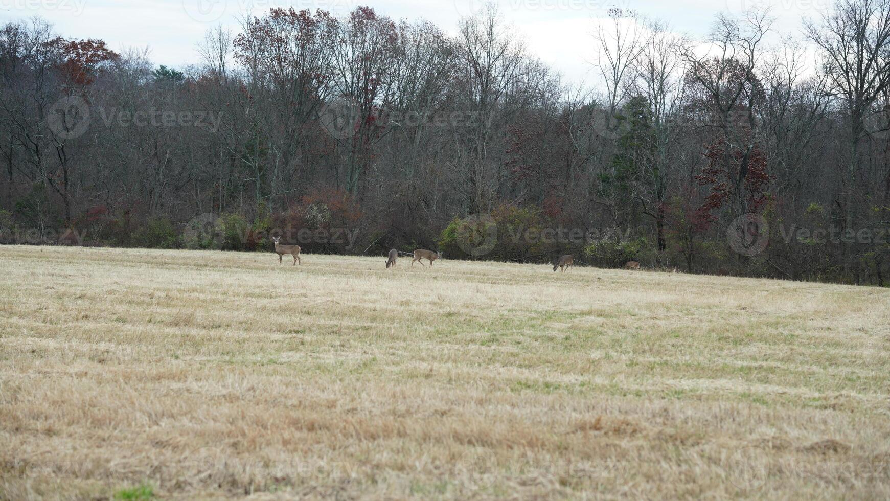 Several wild deers having a dinner in the autumn meadow photo