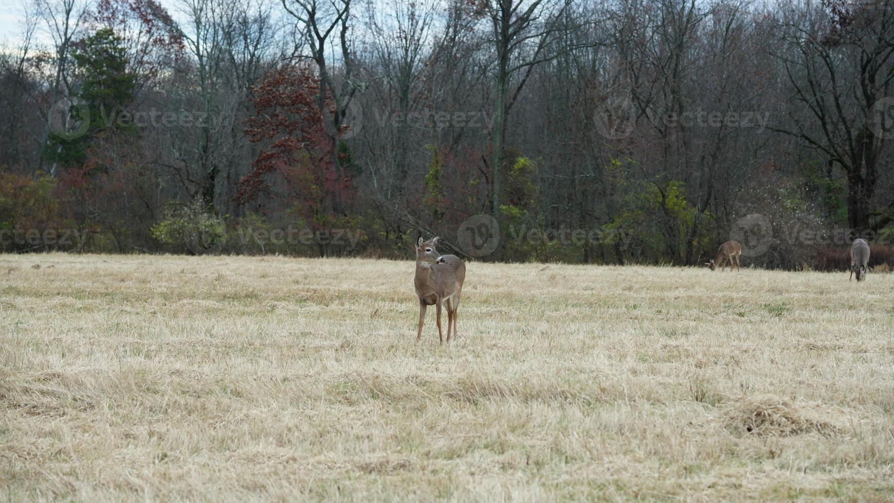 Several wild deers having a dinner in the autumn meadow photo