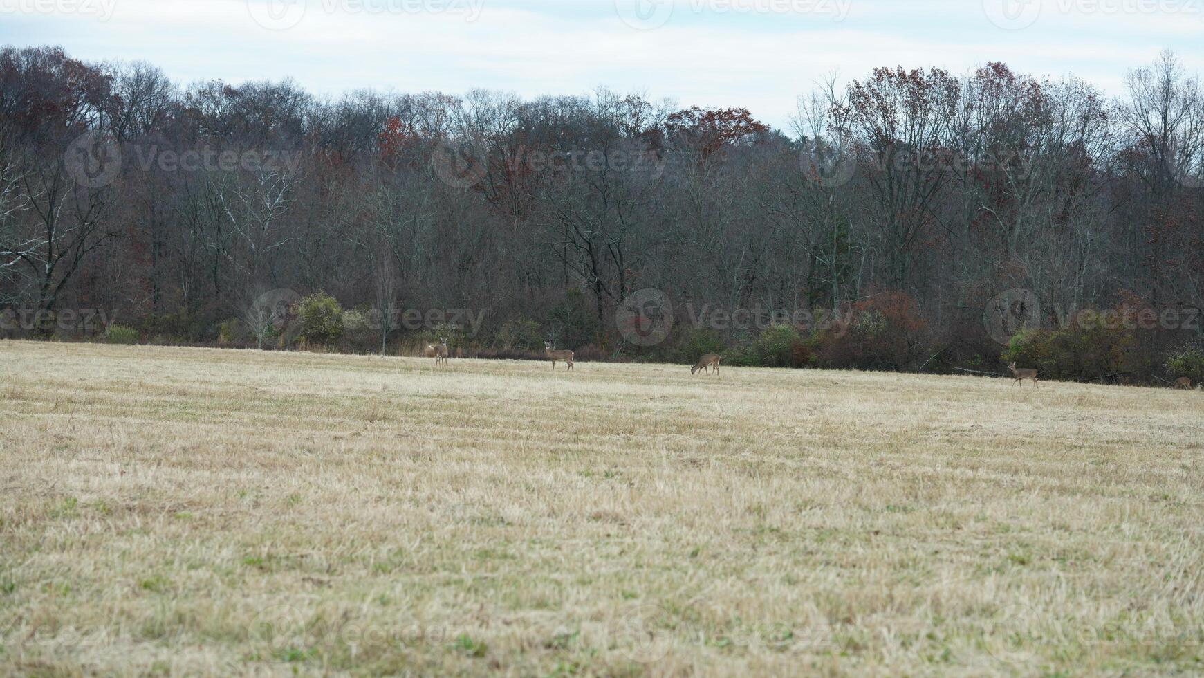 Several wild deers having a dinner in the autumn meadow photo