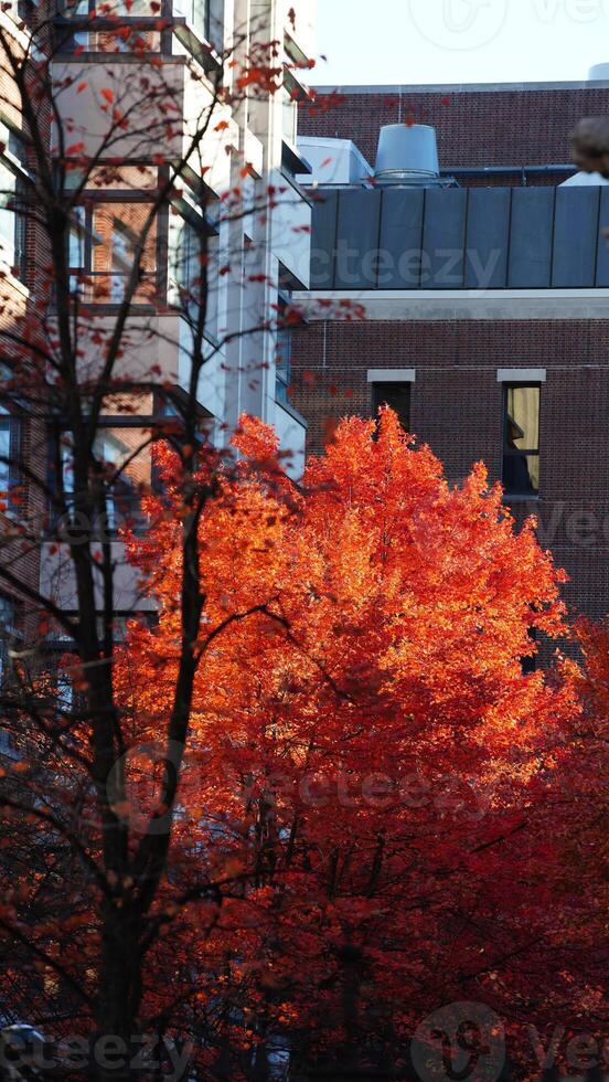 The beautiful campus autumn view in the University of Pennsylvania in Philadelphia photo