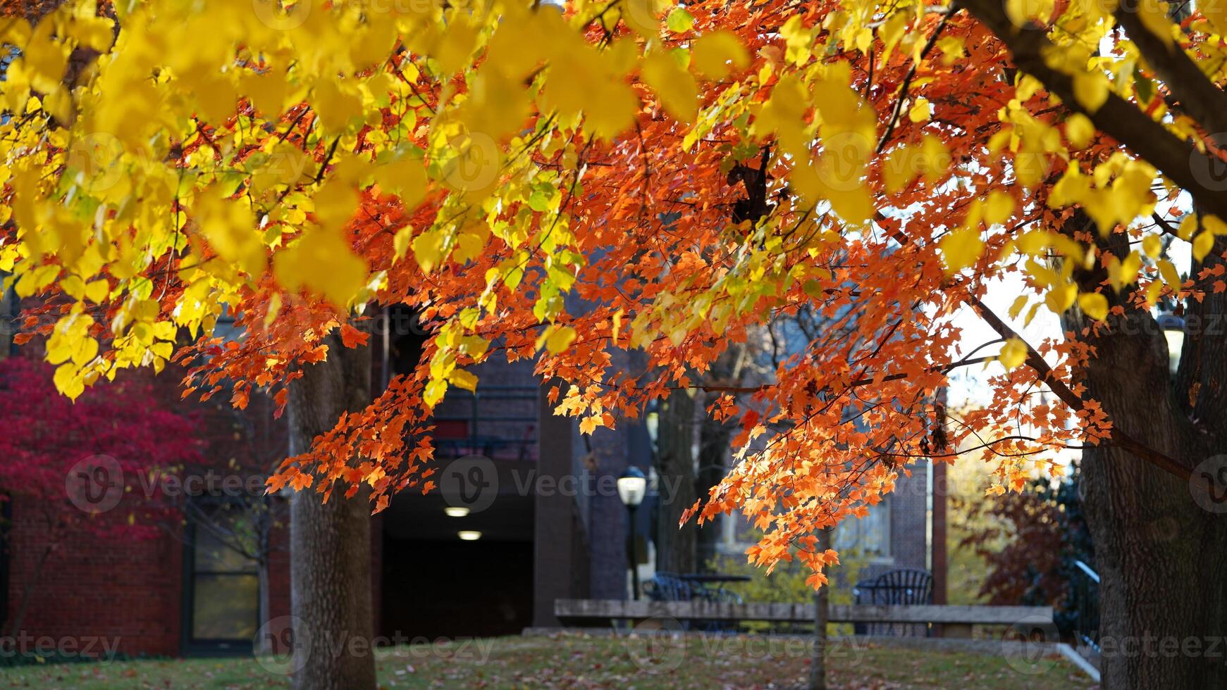 The beautiful campus autumn view in the University of Pennsylvania in Philadelphia photo