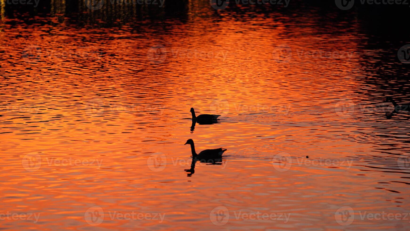 The wild ducks swimming in the river with the sunset reflection on the water surface photo