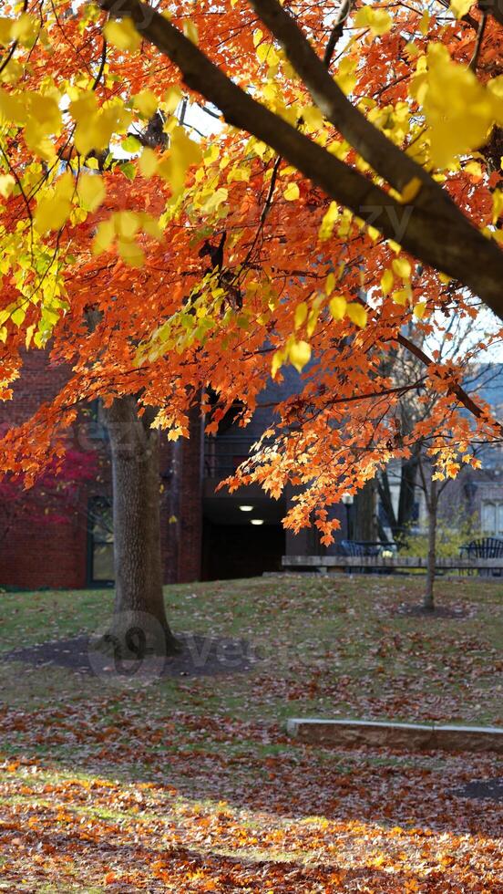 The beautiful campus autumn view in the University of Pennsylvania in Philadelphia photo