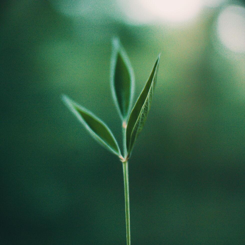 a single green plant growing in a field photo