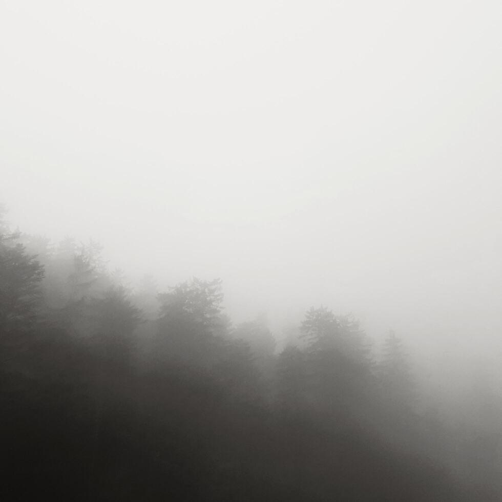 black and white photo of trees in foggy forest