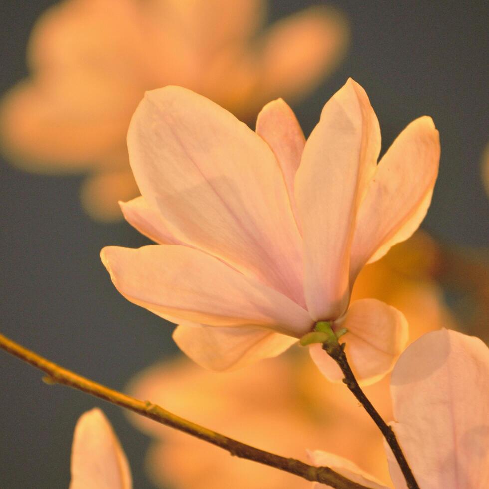 a close up of a magnolia flower photo