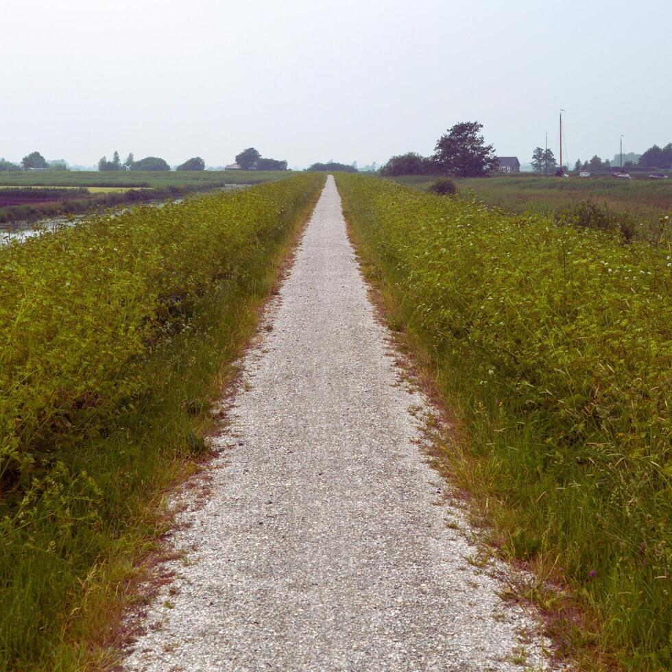 a gravel path that is lined with grass and weeds photo