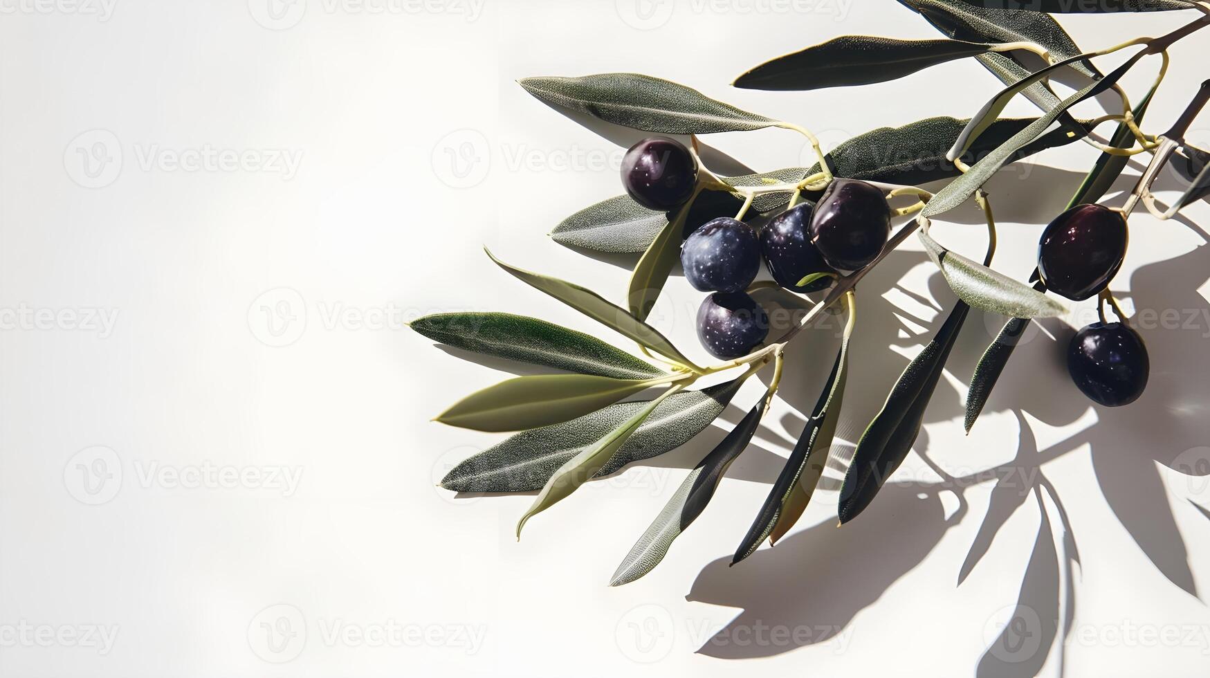 Olives on a branch with shadow photo