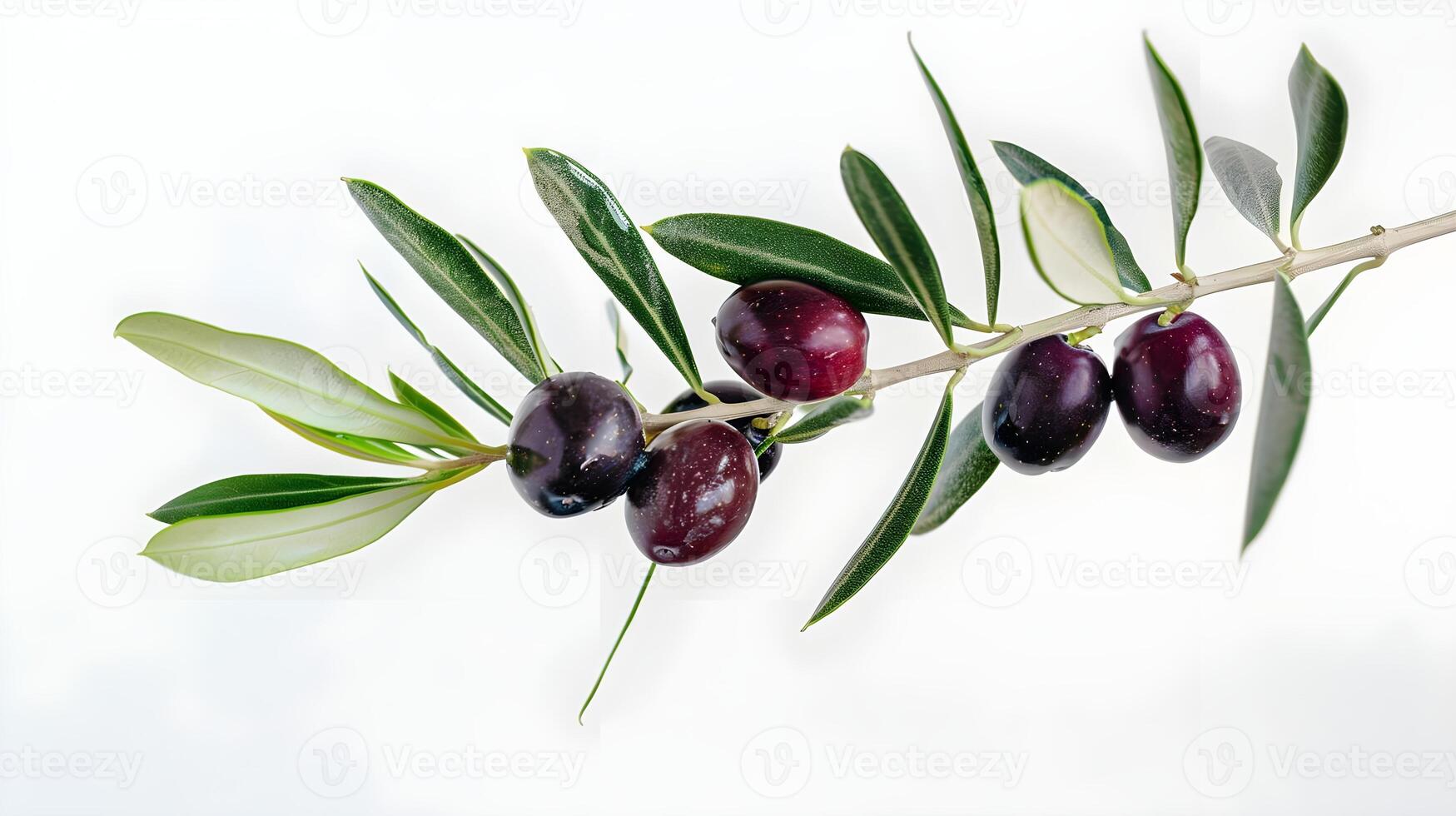 Olives on a branch with leaves photo