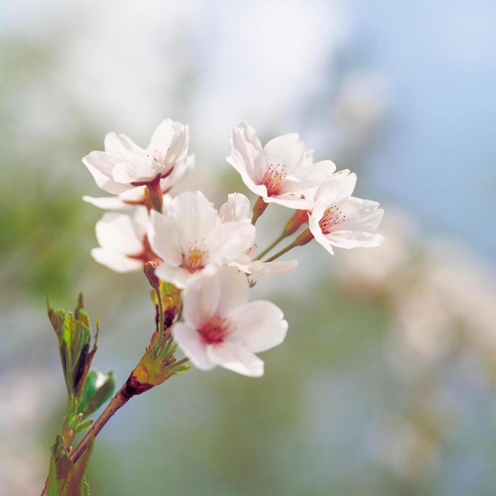 a close up of a cherry blossom tree photo