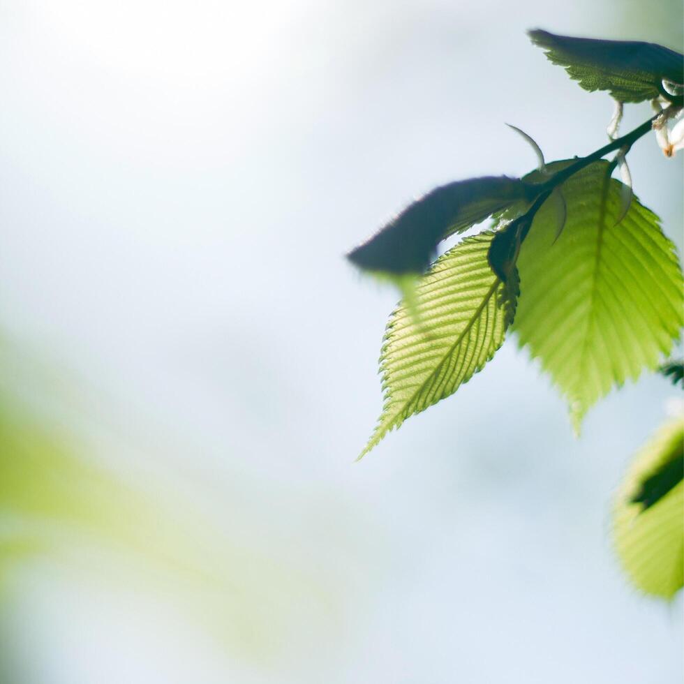 a close up of a tree with green leaves photo