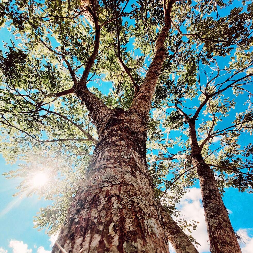 a tree with the sun shining through it photo