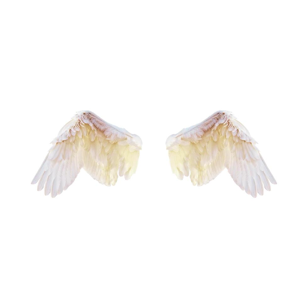 two white wings with yellow feathers on them photo