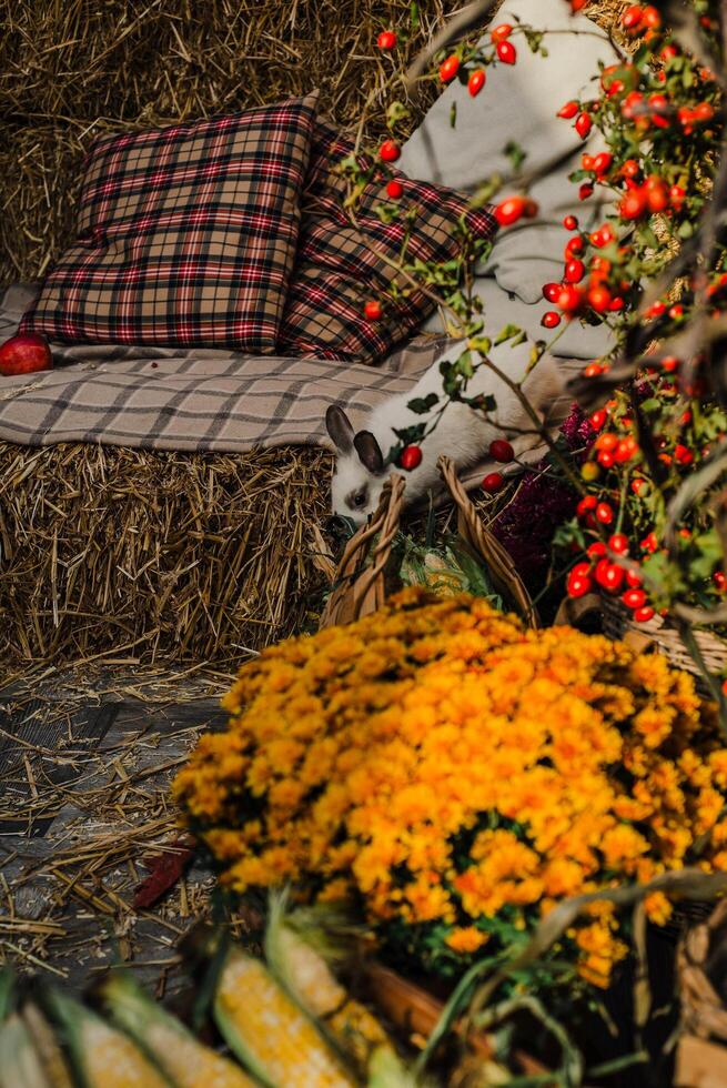 Cozy Autumn Vibes A Farm Life with Rabbits photo
