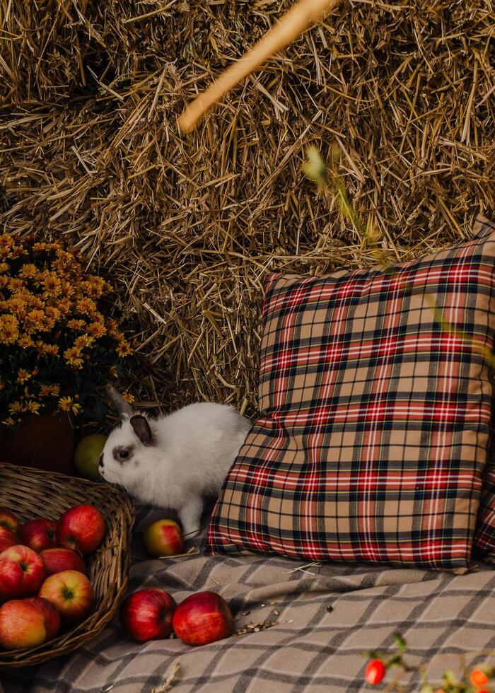 Cozy Autumn Vibes A Farm Life with Rabbits photo