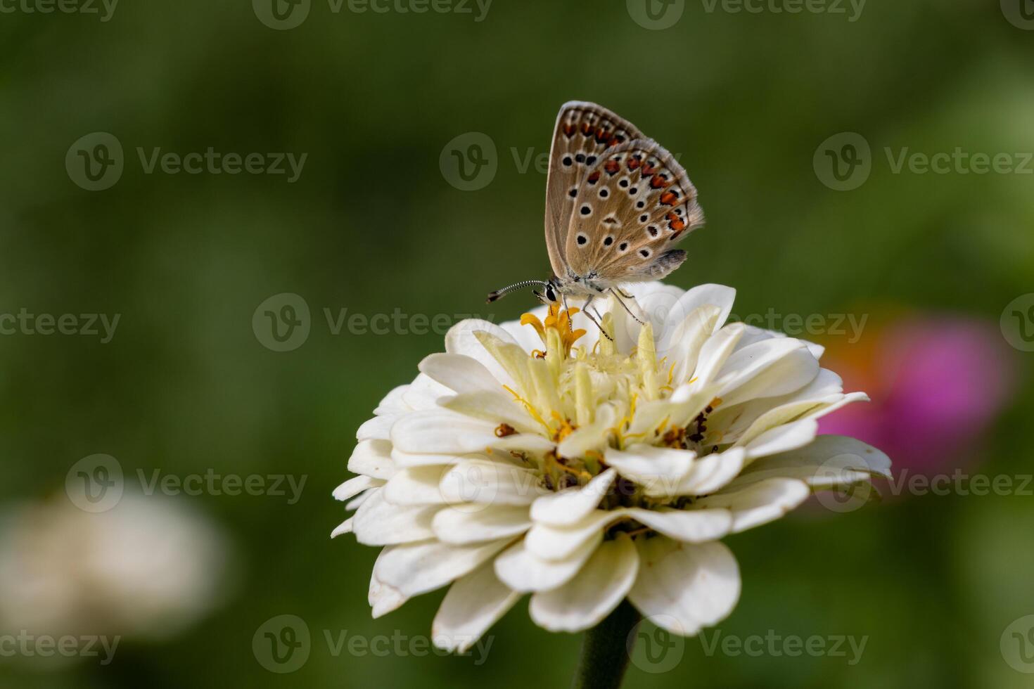 A butterfly sits on a flower in the garden photo