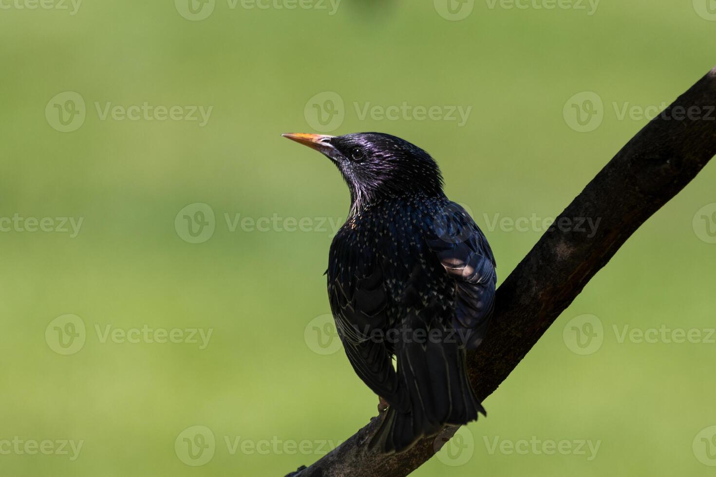 A bird sitting on a branch in the grass photo