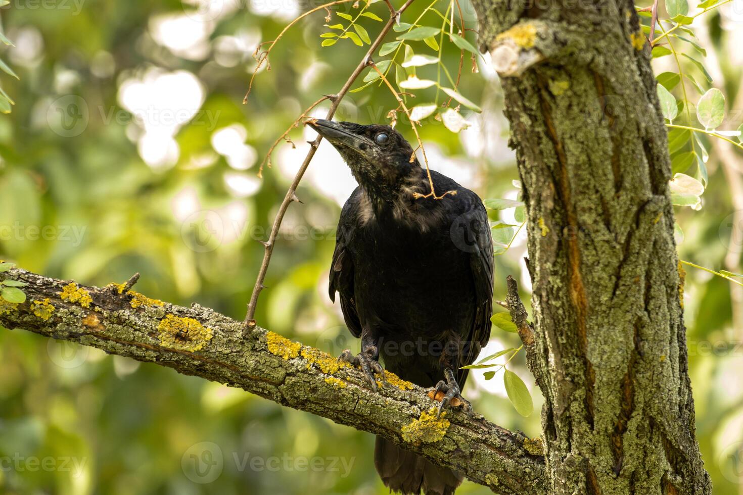 A black bird perched on a tree branch photo