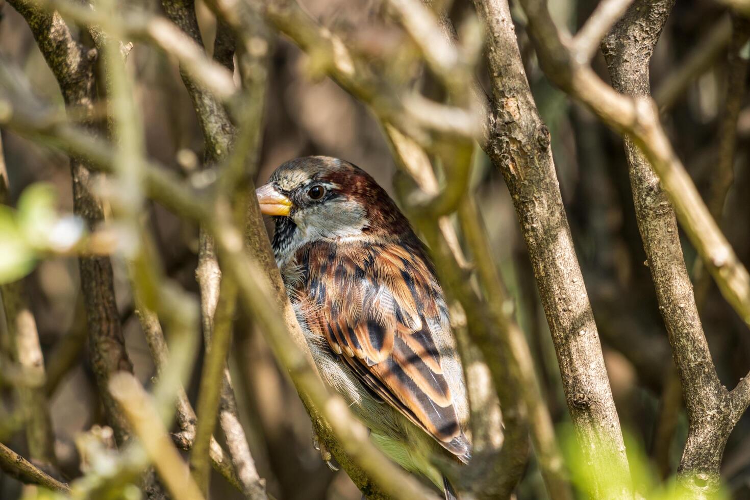 A small bird sitting in the branches of a tree photo