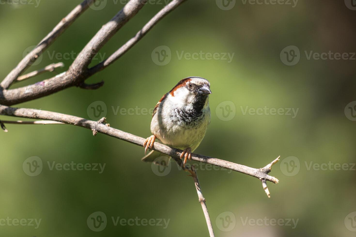 A small bird is perched on a branch photo