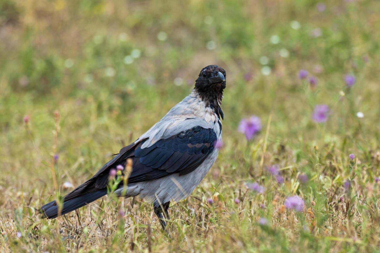 A crow is standing in a field with purple flowers photo