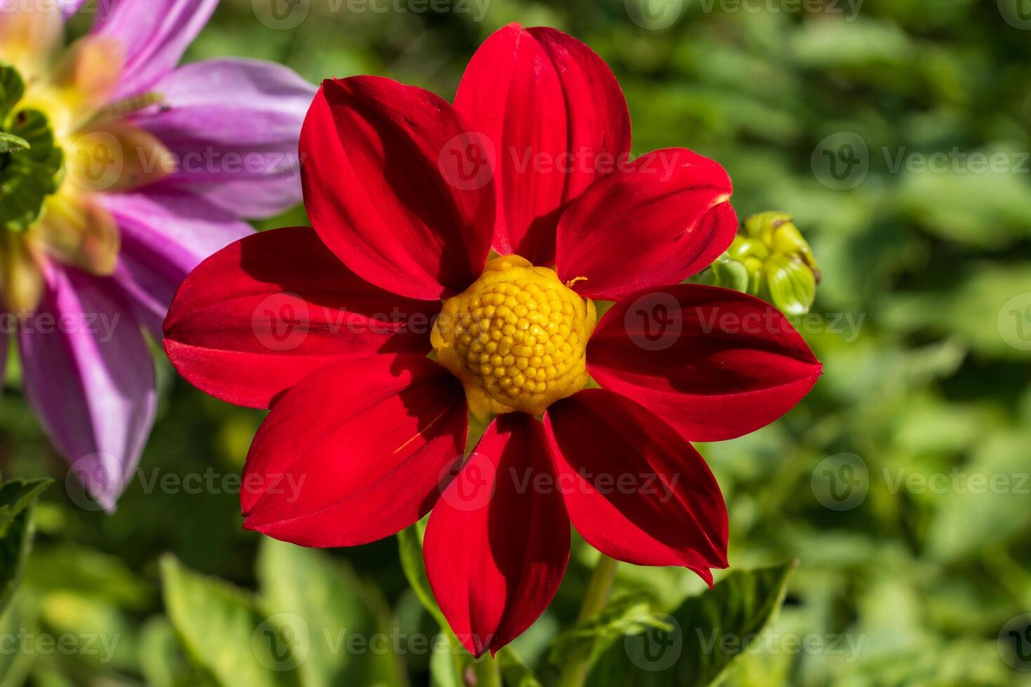 A red flower with a yellow center photo