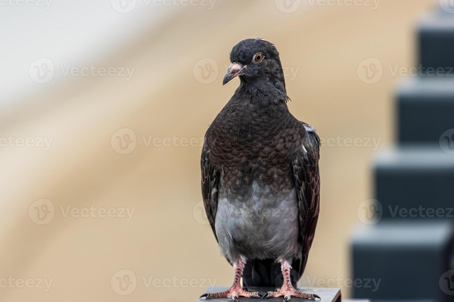 A pigeon is standing on a ledge photo