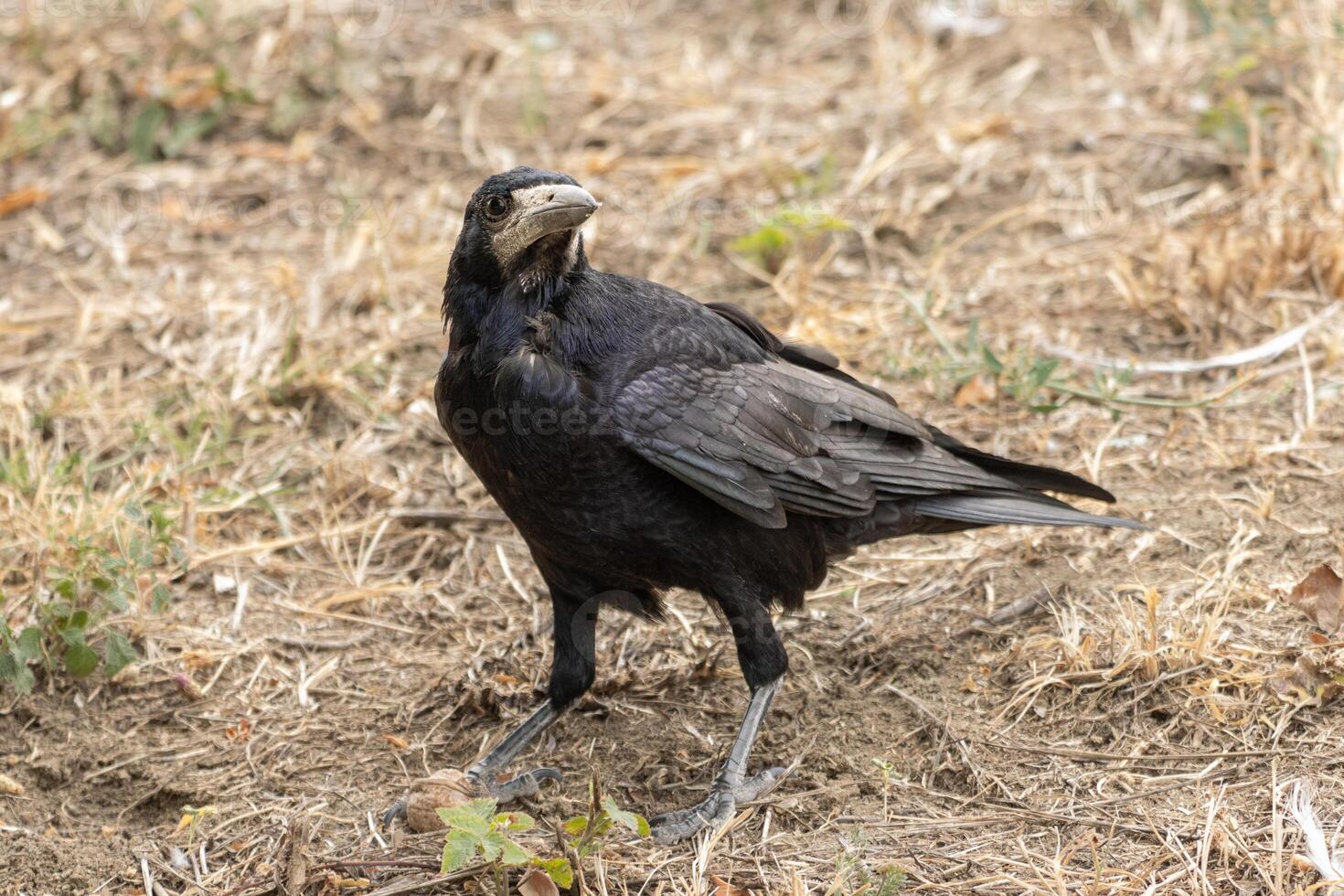 A crow standing on the ground in a field photo