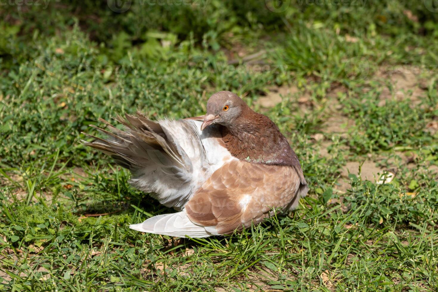 A bird is sitting on the grass photo