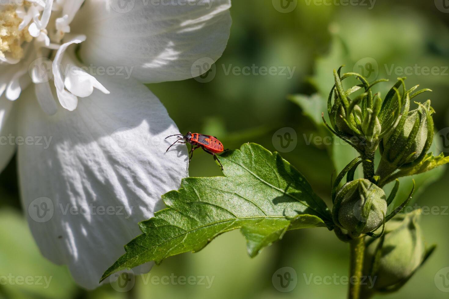 A red bug on a white flower photo