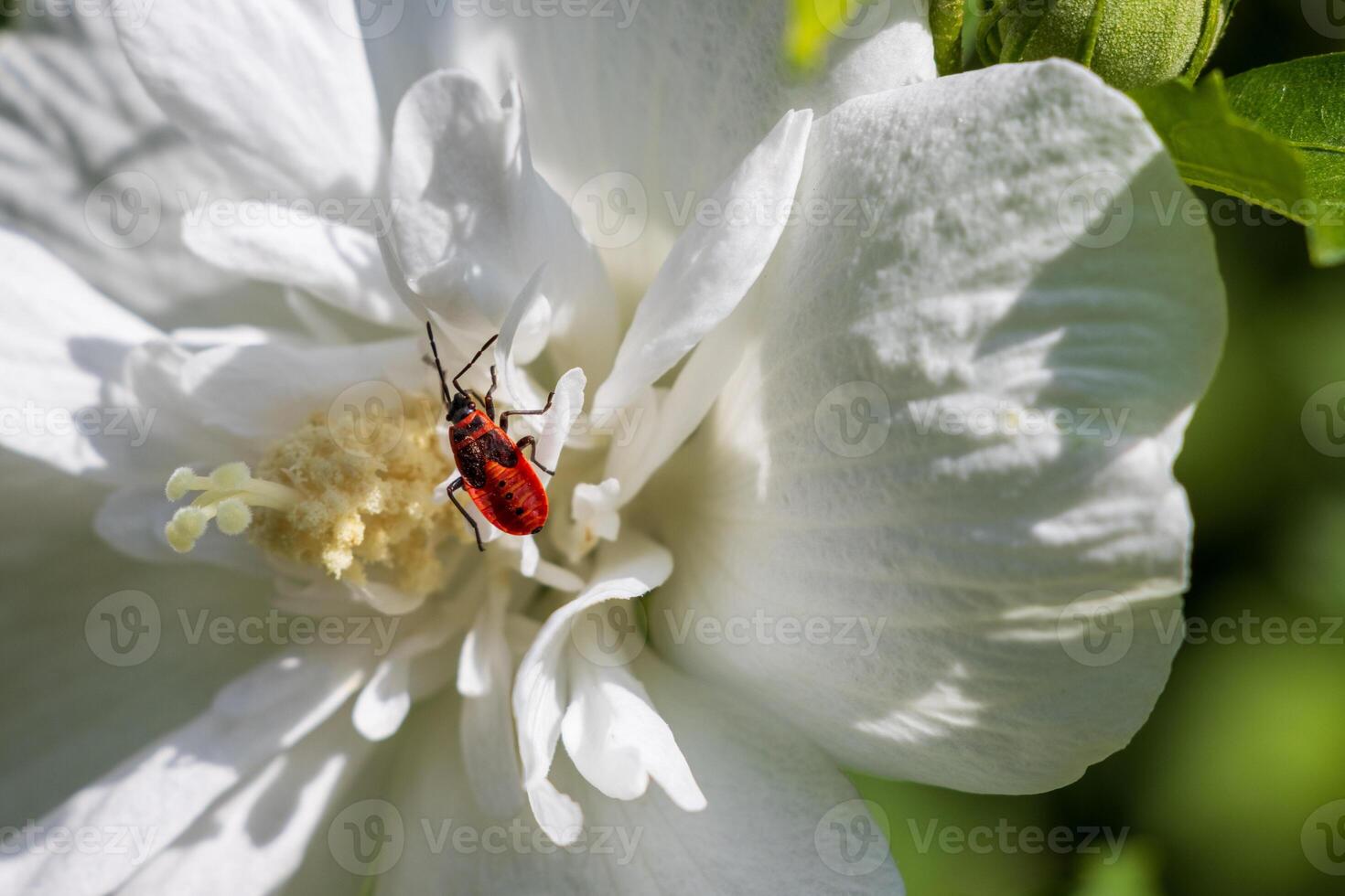 A red bug on a white flower photo