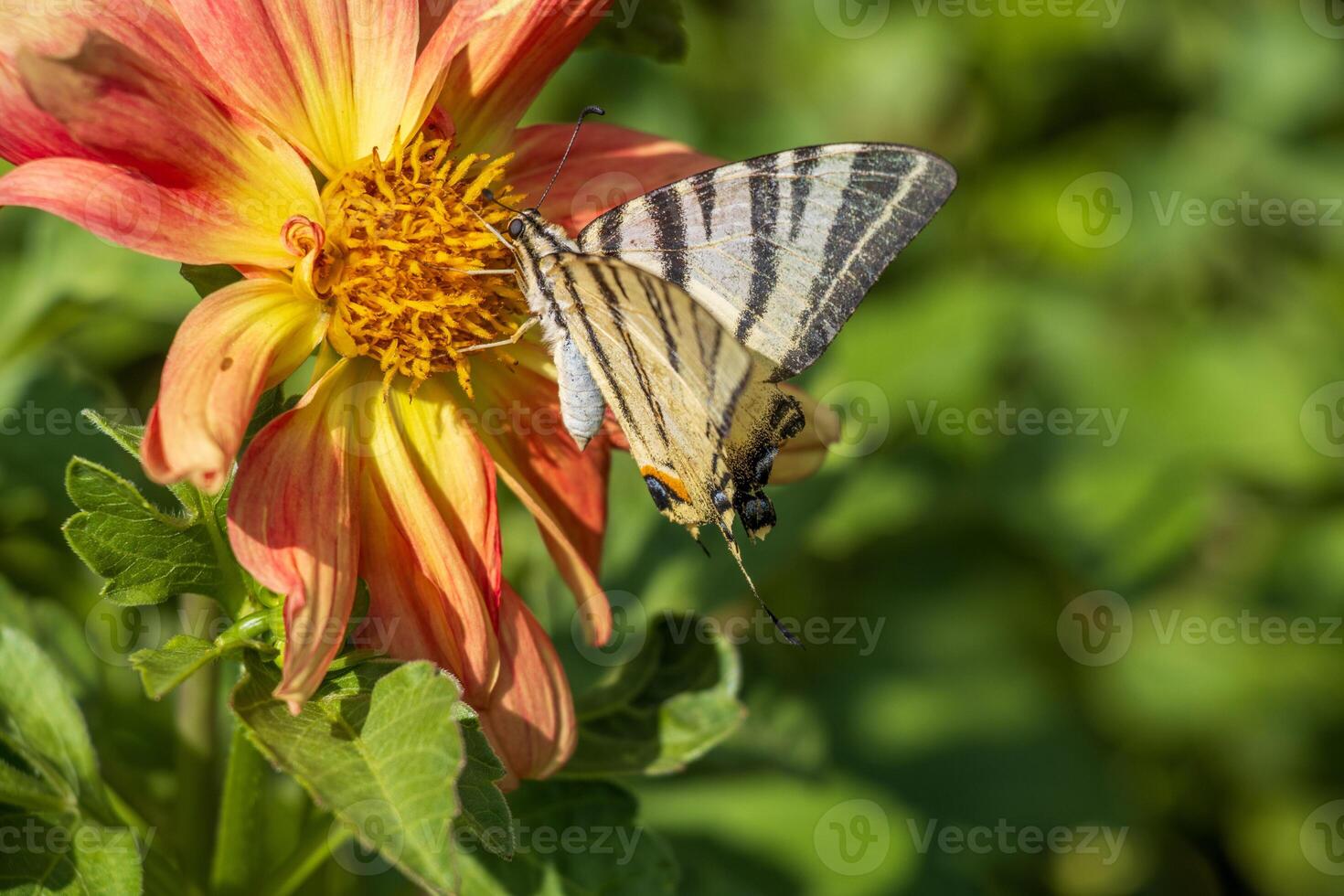 A butterfly is on a flower photo