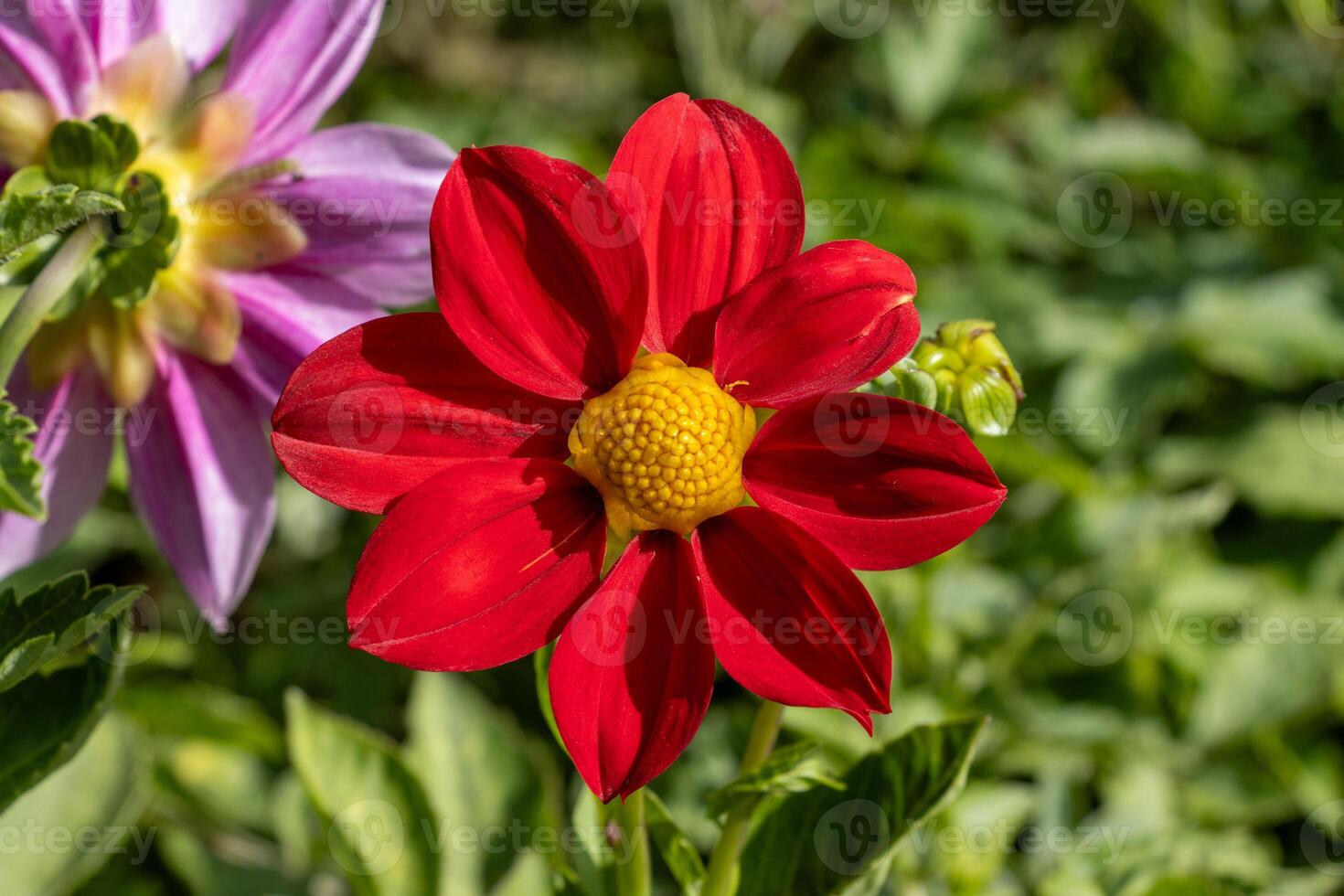 A red flower with a yellow center is in the middle of a field photo