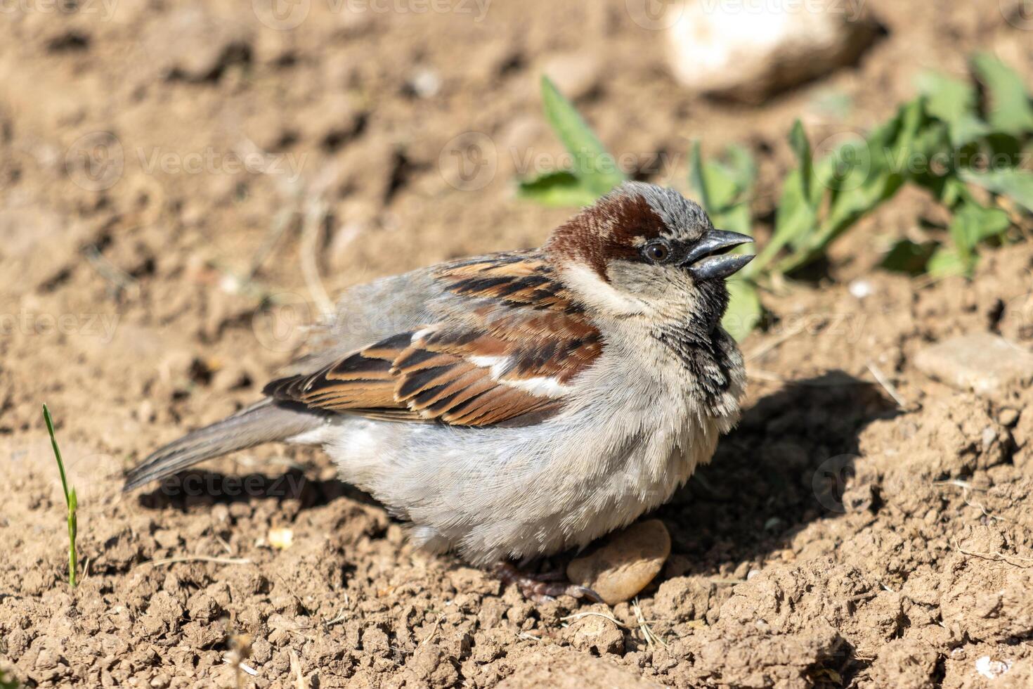 A small bird sitting on the ground photo