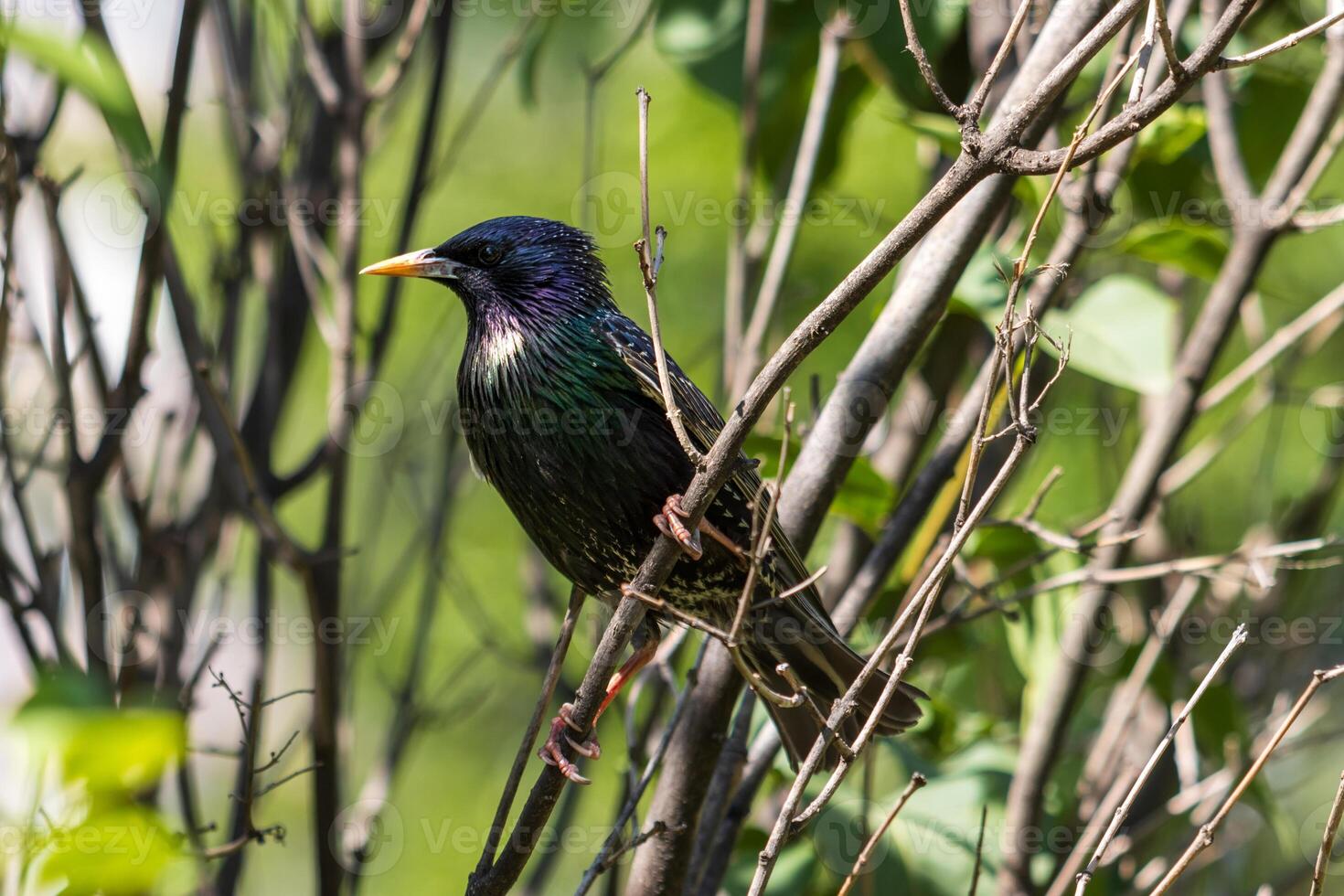 A bird is perched on a branch in the woods photo
