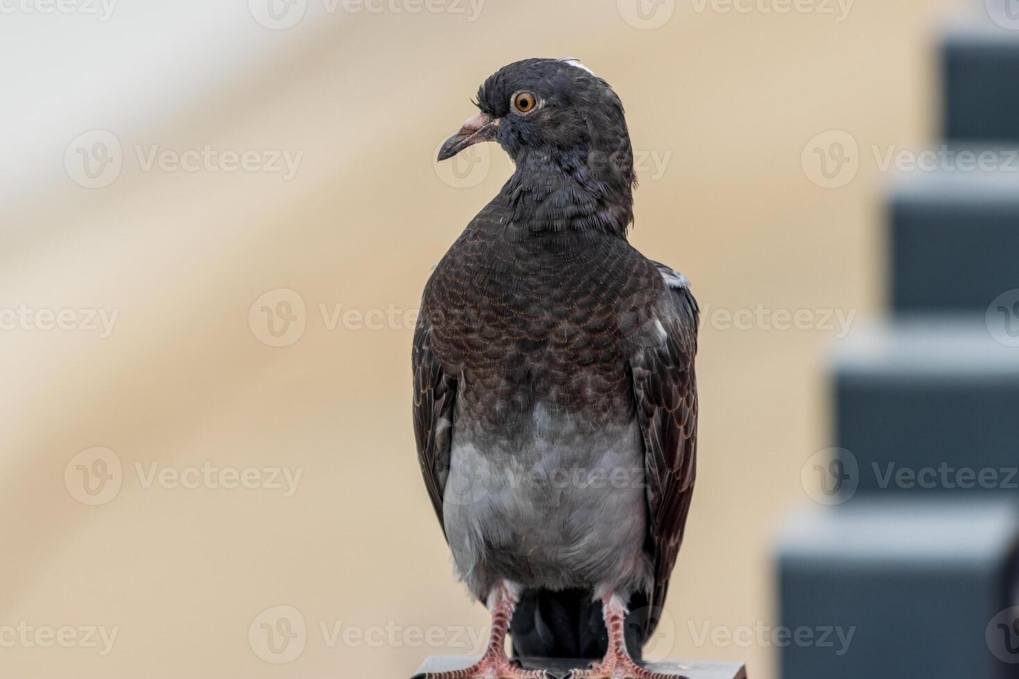 A pigeon is standing on a ledge photo