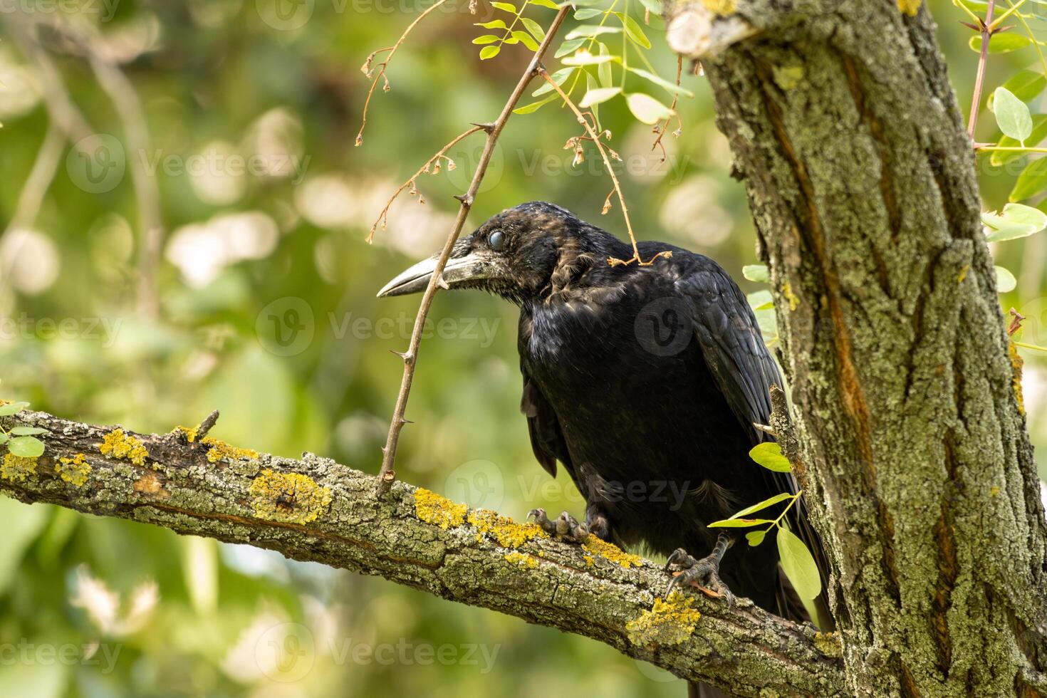 A black bird sitting on a branch of a tree photo
